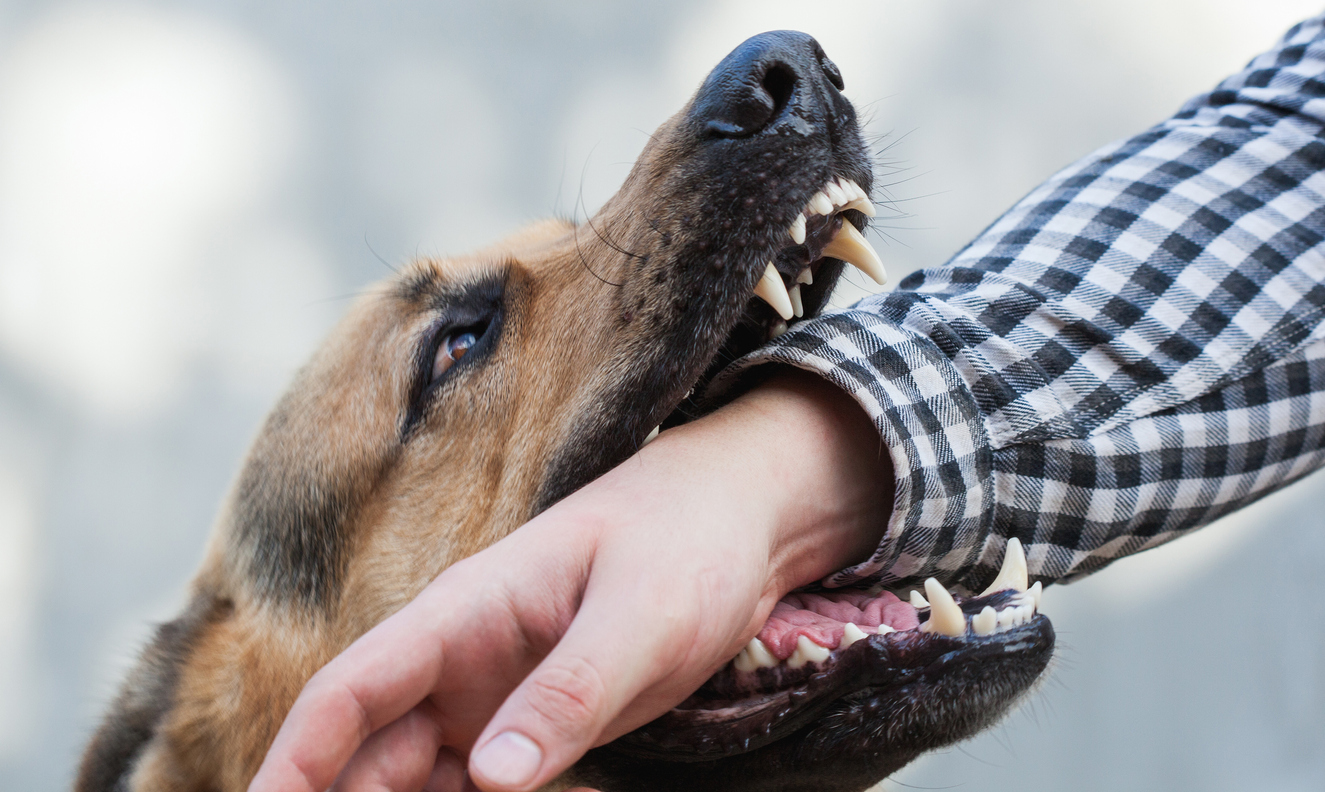 what-are-the-laws-about-dog-bites-in-ontario
